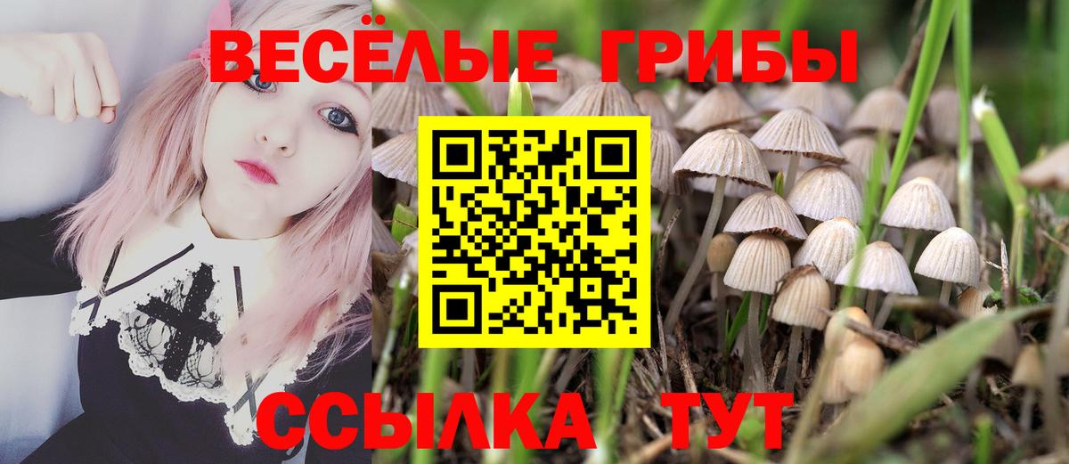 Псилоцибиновые грибы Psilocybine cubensis Когалым